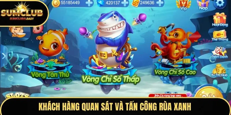 Khách hàng quan sát và tấn công rùa xanh